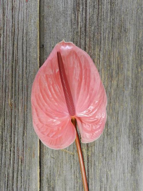 PINK ANTHURIUM